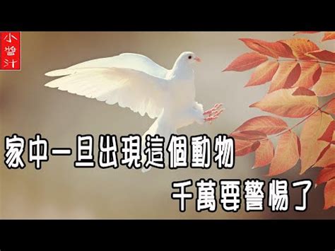 小鳥死在門口